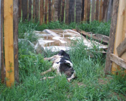 О вспышке сибирской язвы в Белоглинском районе Краснодарского края